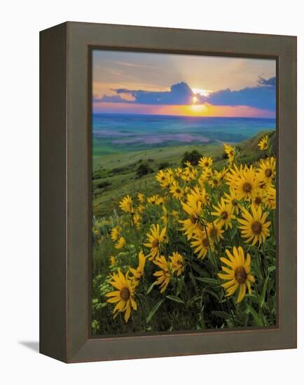 Washington State, Palouse Hills. Landscape with Douglas' Sunflowers-Don Paulson-Framed Premier Image Canvas