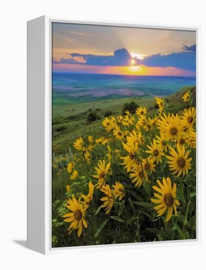 Washington State, Palouse Hills. Landscape with Douglas' Sunflowers-Don Paulson-Framed Premier Image Canvas