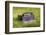 Washington State, Palouse. Vintage Studebaker Pickup Truck in Field-Jaynes Gallery-Framed Photographic Print