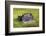 Washington State, Palouse. Vintage Studebaker Pickup Truck in Field-Jaynes Gallery-Framed Photographic Print