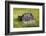 Washington State, Palouse. Vintage Studebaker Pickup Truck in Field-Jaynes Gallery-Framed Photographic Print