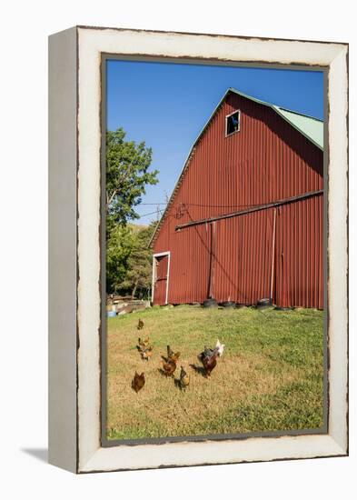 Washington State, Palouse, Whitman County. Pioneer Stock Farm, Chickens and Peacock in Barn Window-Alison Jones-Framed Premier Image Canvas