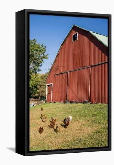 Washington State, Palouse, Whitman County. Pioneer Stock Farm, Chickens and Peacock in Barn Window-Alison Jones-Framed Premier Image Canvas