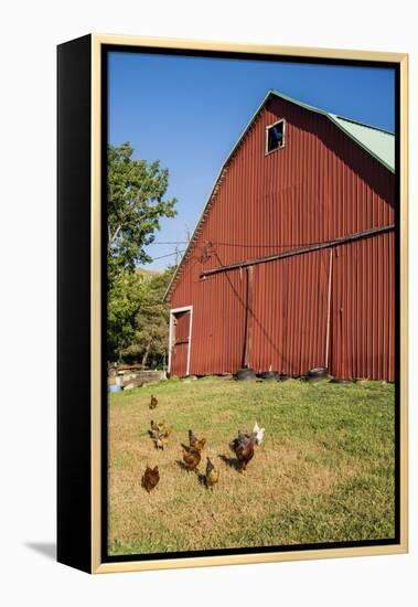 Washington State, Palouse, Whitman County. Pioneer Stock Farm, Chickens and Peacock in Barn Window-Alison Jones-Framed Premier Image Canvas