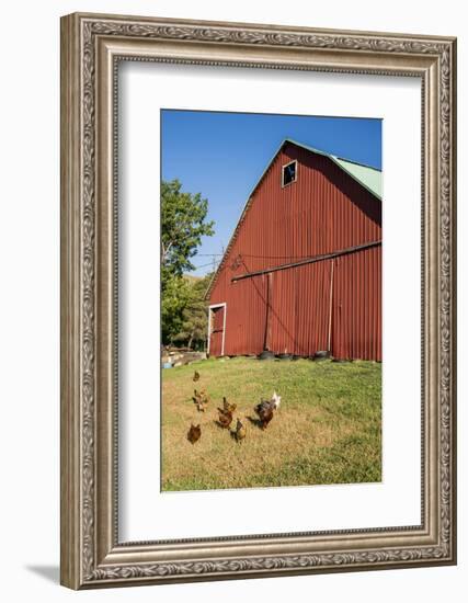 Washington State, Palouse, Whitman County. Pioneer Stock Farm, Chickens and Peacock in Barn Window-Alison Jones-Framed Photographic Print