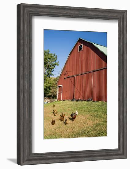 Washington State, Palouse, Whitman County. Pioneer Stock Farm, Chickens and Peacock in Barn Window-Alison Jones-Framed Photographic Print