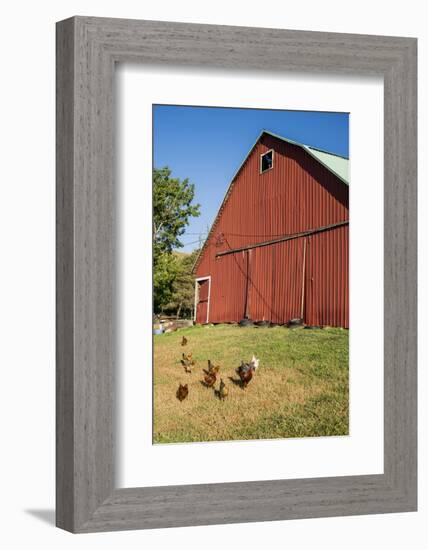Washington State, Palouse, Whitman County. Pioneer Stock Farm, Chickens and Peacock in Barn Window-Alison Jones-Framed Photographic Print