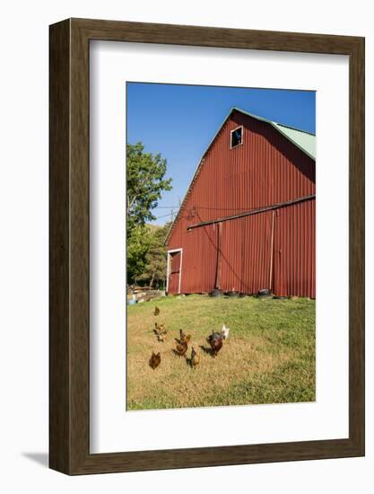 Washington State, Palouse, Whitman County. Pioneer Stock Farm, Chickens and Peacock in Barn Window-Alison Jones-Framed Photographic Print