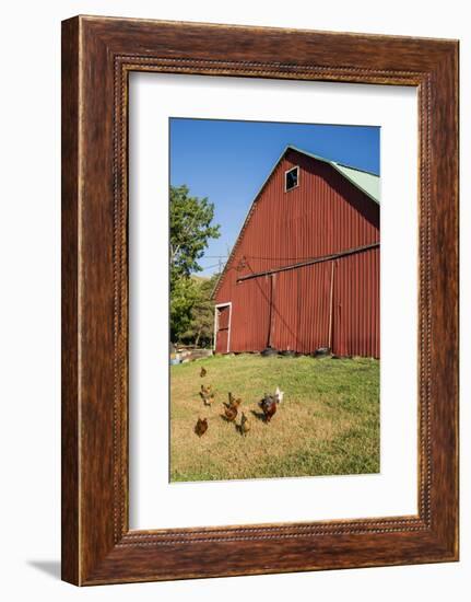 Washington State, Palouse, Whitman County. Pioneer Stock Farm, Chickens and Peacock in Barn Window-Alison Jones-Framed Photographic Print