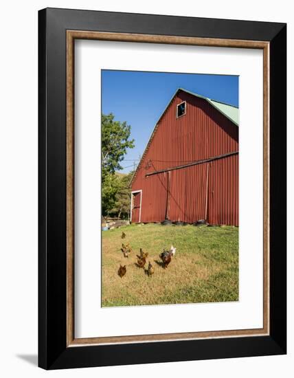 Washington State, Palouse, Whitman County. Pioneer Stock Farm, Chickens and Peacock in Barn Window-Alison Jones-Framed Photographic Print