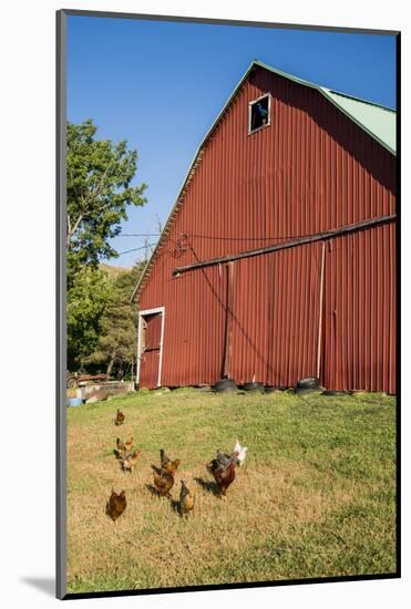 Washington State, Palouse, Whitman County. Pioneer Stock Farm, Chickens and Peacock in Barn Window-Alison Jones-Mounted Photographic Print