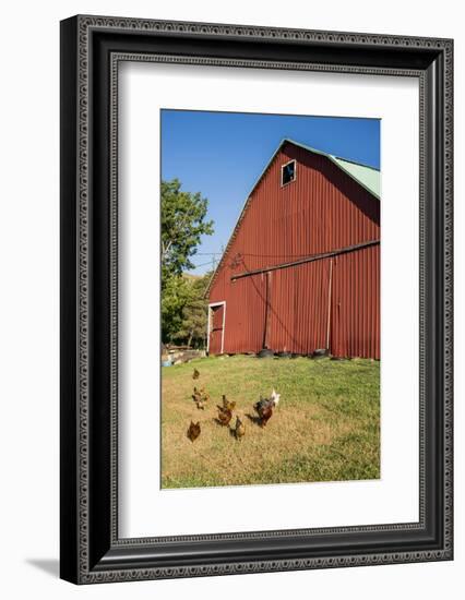 Washington State, Palouse, Whitman County. Pioneer Stock Farm, Chickens and Peacock in Barn Window-Alison Jones-Framed Photographic Print