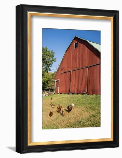 Washington State, Palouse, Whitman County. Pioneer Stock Farm, Chickens and Peacock in Barn Window-Alison Jones-Framed Photographic Print