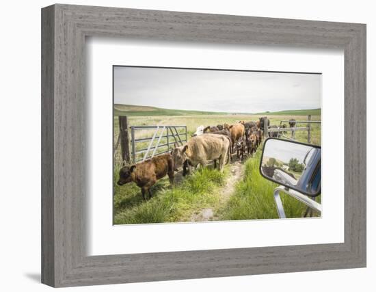 Washington State, Palouse, Whitman County. Pioneer Stock Farm, Cows at Pasture Gate-Alison Jones-Framed Photographic Print