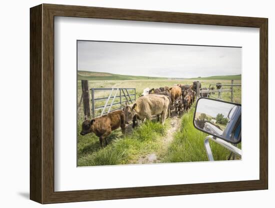 Washington State, Palouse, Whitman County. Pioneer Stock Farm, Cows at Pasture Gate-Alison Jones-Framed Photographic Print