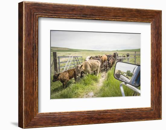 Washington State, Palouse, Whitman County. Pioneer Stock Farm, Cows at Pasture Gate-Alison Jones-Framed Photographic Print