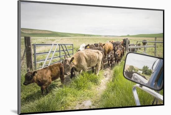 Washington State, Palouse, Whitman County. Pioneer Stock Farm, Cows at Pasture Gate-Alison Jones-Mounted Photographic Print