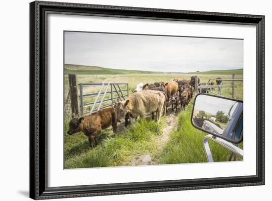 Washington State, Palouse, Whitman County. Pioneer Stock Farm, Cows at Pasture Gate-Alison Jones-Framed Photographic Print