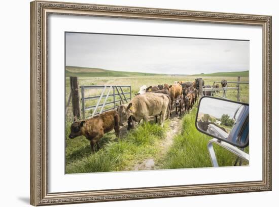 Washington State, Palouse, Whitman County. Pioneer Stock Farm, Cows at Pasture Gate-Alison Jones-Framed Photographic Print