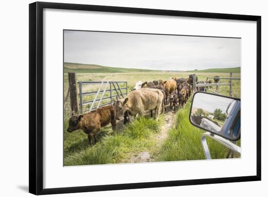 Washington State, Palouse, Whitman County. Pioneer Stock Farm, Cows at Pasture Gate-Alison Jones-Framed Photographic Print