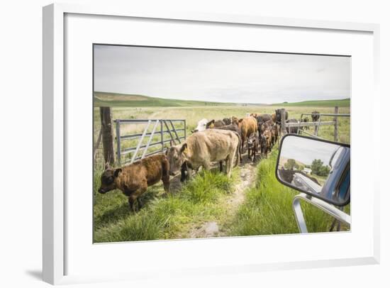 Washington State, Palouse, Whitman County. Pioneer Stock Farm, Cows at Pasture Gate-Alison Jones-Framed Photographic Print