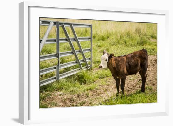 Washington State, Palouse, Whitman County. Pioneer Stock Farm, Cows at Pasture Gate-Alison Jones-Framed Photographic Print