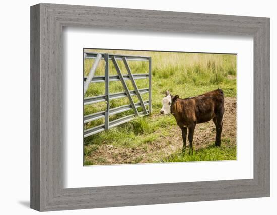 Washington State, Palouse, Whitman County. Pioneer Stock Farm, Cows at Pasture Gate-Alison Jones-Framed Photographic Print