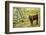 Washington State, Palouse, Whitman County. Pioneer Stock Farm, Cows at Pasture Gate-Alison Jones-Framed Photographic Print