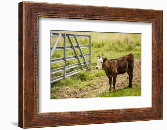 Washington State, Palouse, Whitman County. Pioneer Stock Farm, Cows at Pasture Gate-Alison Jones-Framed Photographic Print