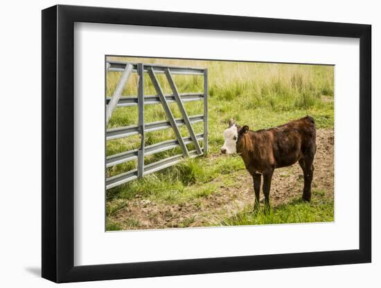 Washington State, Palouse, Whitman County. Pioneer Stock Farm, Cows at Pasture Gate-Alison Jones-Framed Photographic Print