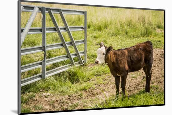 Washington State, Palouse, Whitman County. Pioneer Stock Farm, Cows at Pasture Gate-Alison Jones-Mounted Photographic Print