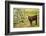 Washington State, Palouse, Whitman County. Pioneer Stock Farm, Cows at Pasture Gate-Alison Jones-Framed Photographic Print