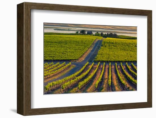 Washington State, Pasco. Sunset on a Vineyard-Richard Duval-Framed Photographic Print