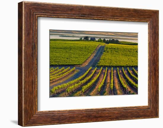 Washington State, Pasco. Sunset on a Vineyard-Richard Duval-Framed Photographic Print