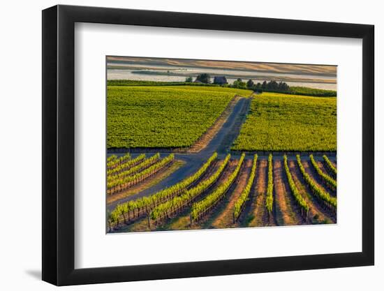 Washington State, Pasco. Sunset on a Vineyard-Richard Duval-Framed Photographic Print