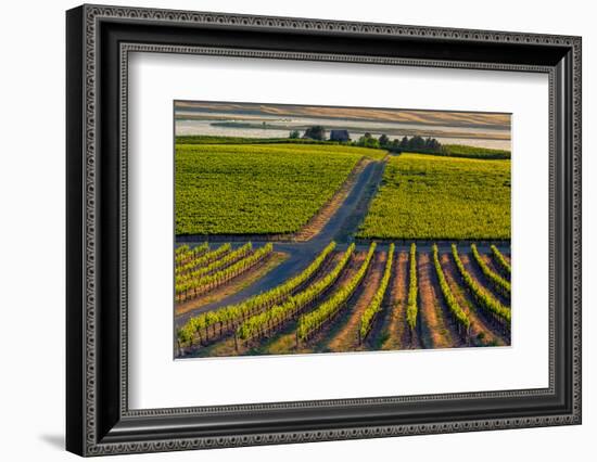 Washington State, Pasco. Sunset on a Vineyard-Richard Duval-Framed Photographic Print