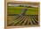 Washington State, Pasco. Sunset on a Vineyard-Richard Duval-Framed Premier Image Canvas