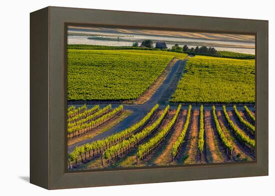 Washington State, Pasco. Sunset on a Vineyard-Richard Duval-Framed Premier Image Canvas