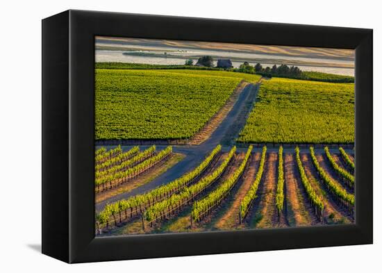 Washington State, Pasco. Sunset on a Vineyard-Richard Duval-Framed Premier Image Canvas