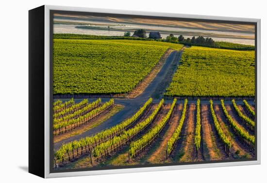 Washington State, Pasco. Sunset on a Vineyard-Richard Duval-Framed Premier Image Canvas