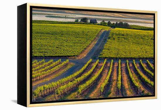 Washington State, Pasco. Sunset on a Vineyard-Richard Duval-Framed Premier Image Canvas