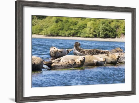 Washington State, Poulsbo. Harbor Seal Haul Out. Liberty Bay-Trish Drury-Framed Photographic Print