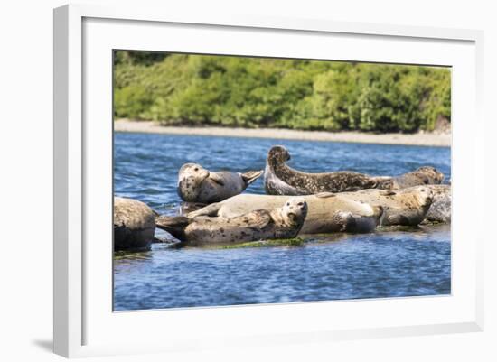 Washington State, Poulsbo. Harbor Seal Haul Out. Liberty Bay-Trish Drury-Framed Photographic Print