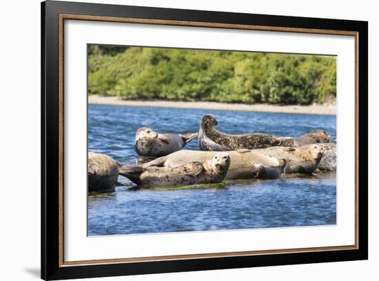 Washington State, Poulsbo. Harbor Seal Haul Out. Liberty Bay-Trish Drury-Framed Photographic Print