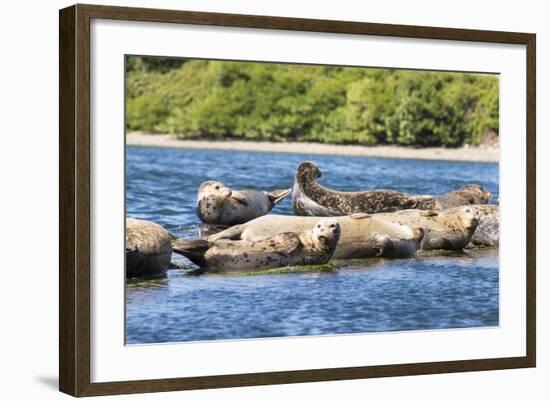 Washington State, Poulsbo. Harbor Seal Haul Out. Liberty Bay-Trish Drury-Framed Photographic Print