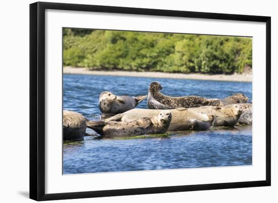 Washington State, Poulsbo. Harbor Seal Haul Out. Liberty Bay-Trish Drury-Framed Photographic Print