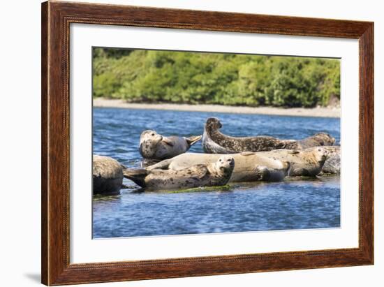 Washington State, Poulsbo. Harbor Seal Haul Out. Liberty Bay-Trish Drury-Framed Photographic Print