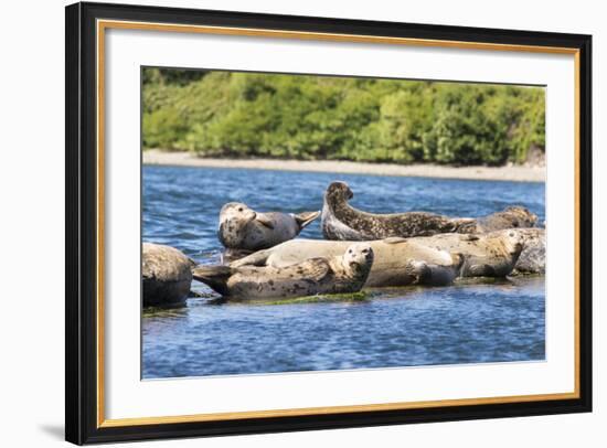 Washington State, Poulsbo. Harbor Seal Haul Out. Liberty Bay-Trish Drury-Framed Photographic Print