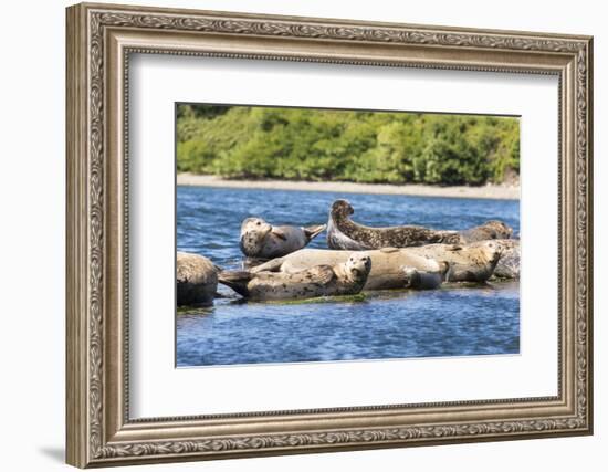 Washington State, Poulsbo. Harbor Seal Haul Out. Liberty Bay-Trish Drury-Framed Photographic Print