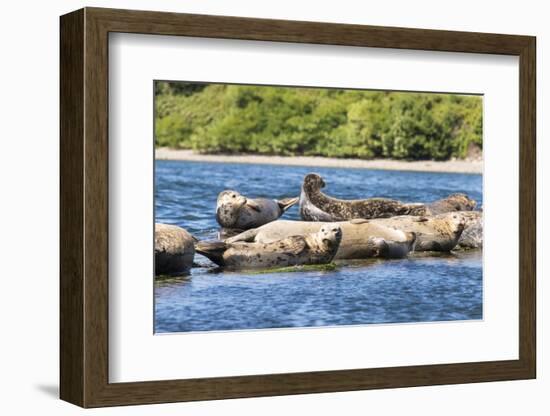 Washington State, Poulsbo. Harbor Seal Haul Out. Liberty Bay-Trish Drury-Framed Photographic Print